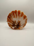 Brown Opihi Claw Clip
