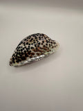 Cowrie Claw Clip